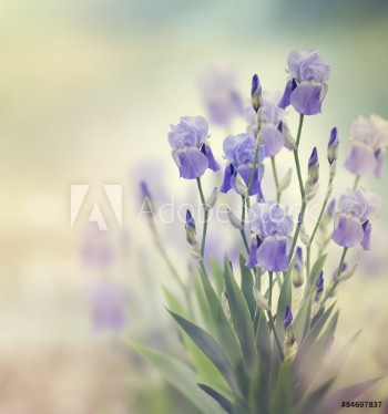 Picture of Iris Flowers